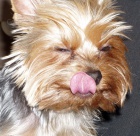 Koup�m �t�n�tko york��ra (kluka) s PP