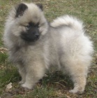 N�meck� �pic vl�� / keeshond kr�sn� �t��ata s PP