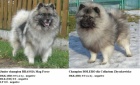 N�meck� �pic vl�� / keeshond kr�sn� �t��ata s PP