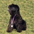 Al�k�v poh�r 2013