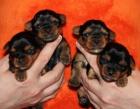 Jork��rsk� terrier s PP: nar. 18.03.2013