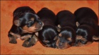 Jork��rsk� terrier s PP: nar. 18.03.2013
