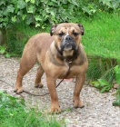 Olde Bulldogge (buldok star�ho typu)