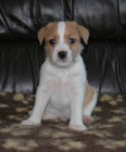 Parson Russell Terrier - �t���tka s PP