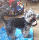 Hled�me fene�ku na kryt�