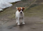 jack russell teri�r