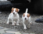 jack russell teri�r