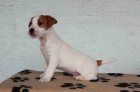 jack russell teri�r