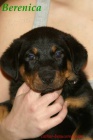 Berenica beauceron s PP ochr�nce domova