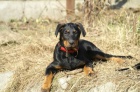 Berenica beauceron s PP ochr�nce domova
