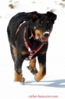 Berenica beauceron s PP ochr�nce domova