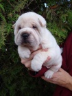 �ARPEJ, Shar-pei
