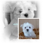 Malt�zsk� ps�k