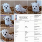 Malt�zsk� ps�k