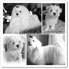 Malt�zsk� ps�k