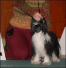 ��nsk� chocholat� pes - kryt�