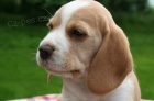 Beagle - �t��ata s PP