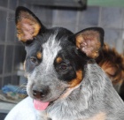 Australsk� hon�ck� pes