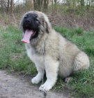 Kavkazsk� pasteveck� pes s PP