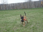 Belgick� ov��k malinois
