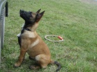 Belgick� ov��k malinois