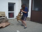 Belgick� ov��k malinois