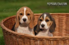 Beagle - �t��ata s PP