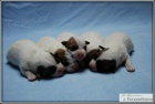 Jack Russell Teri�r - n�dhern� �t���tka