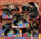 N�meck� ov��k �t��ata s PP