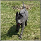 Thajsk� Ridgeback kr�sn� modr� hol�i�ka s PP