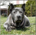 Thajsk� Ridgeback kr�sn� modr� hol�i�ka s PP