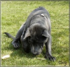 Thajsk� Ridgeback kr�sn� modr� hol�i�ka s PP