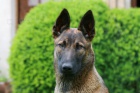 Belgick� ov��k Malinois 