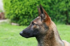 Belgick� ov��k Malinois 
