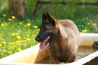 Belgick� ov��k Malinois 