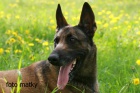 Belgick� ov��k Malinois 