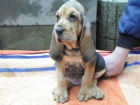 Bloodhound �t���tka