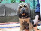 Bloodhound �t���tka