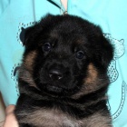 N�meck� ov��k s PP