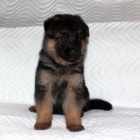 N�meck� ov��k s PP