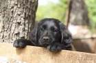 Flat coated retriever �t��ata