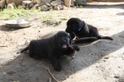 Flat coated retriever �t��ata