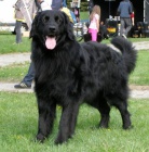 hovawart �t���tka s PP