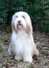 Zad�me �t��ata Bearded Collie s PP