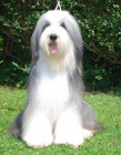 Zad�me �t��ata Bearded Collie s PP