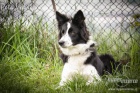 Border kolie s PP - odb�r z���