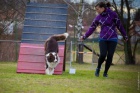 Kryt� chovn�m psem Border Collie