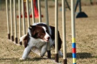 Kryt� chovn�m psem Border Collie