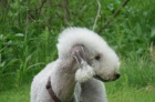 Bedlington teri�r