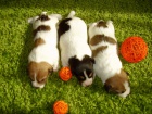Jack Russell terier �t���tka s PP